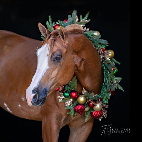 Equine Christmas Wreath Mini Sessions | Family Mini Sessions Horse Christmas Cards, Horse Wreaths, Family Mini Sessions, Christmas Horse, Christmas Horses, Christmas Shoot, Christmas Mini Sessions, Most Beautiful Horses, Equestrian Gifts