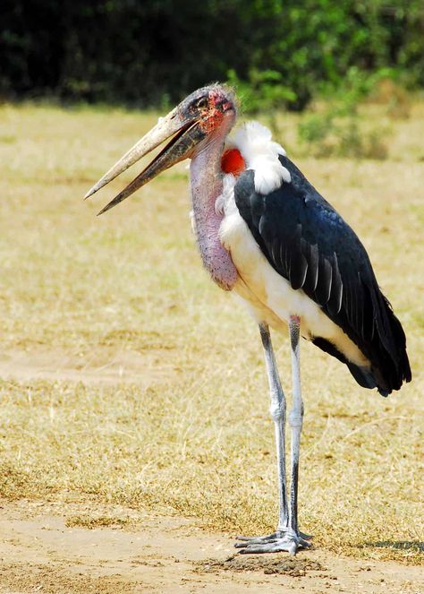 Marabou stork height  #marabou #birds #africa #uganda Marabou Stork, Scary Fish, Scary Birds, Creepy Animals, Big Birds, Bird Barn, Africa Wildlife, Africa Animals, Scary Animals