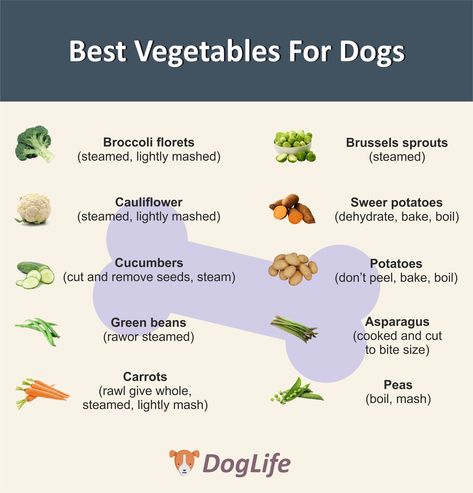 Best Vegetables For Dogs Human Food For Dogs, Foods Dogs Can Eat, Best Vegetables, Dog Remedies, Easy Dog Treats, Healthy Dog Treats Homemade, Dog Treats Homemade Recipes, Dog Nutrition, Dog Diet