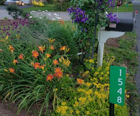 15 best plants to put around your mailbox Plants For Mailbox Area, Low Maintenance Mailbox Landscaping, Mailbox Landscaping Full Sun, Flowers Around Mailbox Ideas, Mailbox Landscaping Curb Appeal, Around Mailbox Ideas, Mailbox Ideas Curb Appeal, Mailbox Plants, Mailbox Landscape