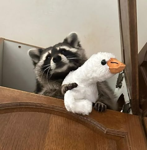 Racoon Pfp, Raccoon Pfp, Epic Pfp, Racoon Funny, Trash Pandas, Pet Raccoon, Cute Raccoon, Raccoon Funny, Funny Animal Photos