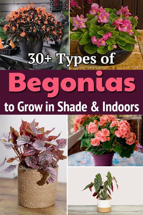 Explore different Begonia Types and add colors in your home decor and gardens with beautiful blooms and variegated foliage! Begonia Indoors Houseplant, Pink Begonias In Pots, How To Propagate Bromeliads, Begonia In Pots, Begonia Varieties And Names, Different Types Of Begonias, Weeping Begonia Plant, Types Of Begonias Plants, Begonias In Pots Front Porches