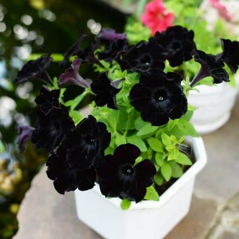 Black Petunia Flowers - Annual Flowers Black Petunias Combinations, Black Petunias, Petunia Flowers, Garden Obelisk, Organic Soil, Annual Flowers, Japanese Flowers, Fall Plants, Organic Fertilizer