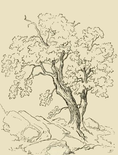 Sketch Of A Tree, Drawing Trees, Tree Drawings, How To Draw Realistic, Draw Realistic, Tree Drawings Pencil, Tree Sketches, Landscape Sketch, Nature Drawing