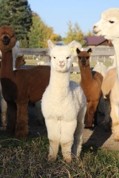 Lama Animal, Alpaca Farm, Cute Alpaca, Llama Drama, Cute Llama, Cute Wild Animals, Cute Animal Pictures, Animal Planet, Animal Photo