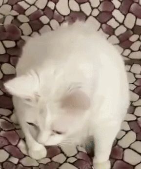 Kitty Puke Vomit GIF – Kitty puke Puke Vomit – discover and share GIFs Cat Vomit Funny, Puke Vomit, Funny Baby Faces, Baby Faces, Cinematic Photography, Funny Baby, Funny Babies, White Cat, Border Collie