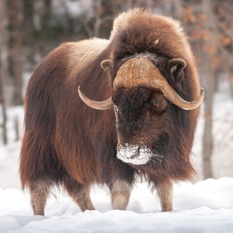 Tundra Animals, Musk Ox, American Animals, Rare Animals, Arctic Animals, Animal Companions, Mobile Apps, Animal Photo, Creature Design