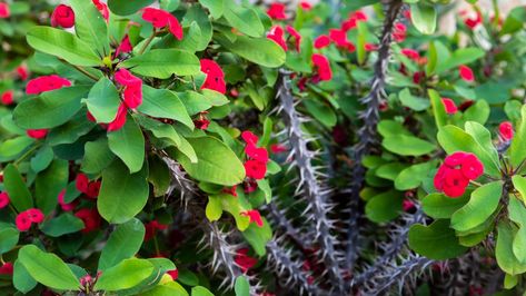 How to Plant, Grow, and Care for Crown of Thorns Crown Of Thorns Plant, Jesus Crown, Texas Plants, South Texas, Crown Of Thorns, How To Grow, Garden Beds, The Crown, Garden Plants