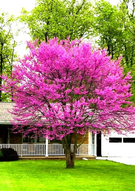 PRICES MAY VARY. Sun: Full Sun to Partial Shade Can not ship to CA. Zone: 4 to 9. Pack 5 Eastern Redbud Trees Live Plants Bare Roots Seedlings, 12 to 24 Inch Tall, Red Bud Tree Plants Live, Purple Lavender Redbud Blooms Color Pack 5 Eastern Redbud Trees Live Plants Bare Roots Seedlings, 12 to 24 Inch Tall, Red Bud Tree Plants Live, Purple Lavender Redbud Blooms Color Eastern Red Bud, Potted Trees Patio, Eastern Redbud Tree, Redbud Trees, Shade Tolerant Plants, Eastern Redbud, Flowering Bushes, Tree Seedlings, Redbud Tree