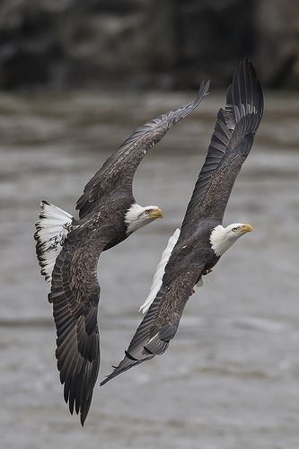 Águias voando juntas - que imagem linda! Spirit Walker, Unique Birds, Incredible Photos, Rainbow Warrior, Eagle Pictures, Flying Eagle, Bald Eagles, Paint Night, Big Bird