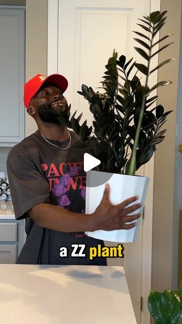 Kossi Tchenawou on Instagram: "ZZ & Raven Zz Plant care 💤🪴

#zzplant #ravenzz #plantcare" Zz Raven, Raven Zz Plant, Zz Plant Care, Zz Plant, June 17, Plant Care, Plants, Flowers, On Instagram