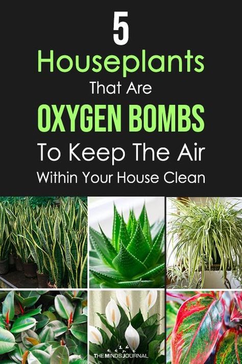 5 Houseplants That Are Oxygen Bombs To Keep The Air Within Your House Clean - The Minds Journal Oxygen Plant, All Natural Cleaning Products, Golden Pothos, Chinese Evergreen, Air Purifying Plants, Spider Plants, House Plants Indoor, Clean Air, Cool Plants