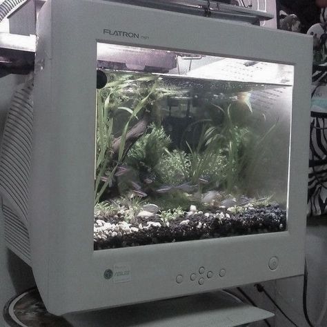 For Free, Computer, Fish, Tv, Water, Plants, White