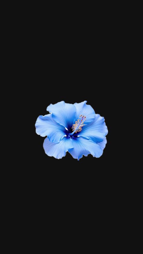 Dior Moodboard, Hibiscus Flower Wallpaper, Flower Lockscreen, Black Flowers Wallpaper, Royal Blue Wallpaper, Royal Wallpaper, Blue Flower Wallpaper, Jelly Wallpaper, Wallpaper Tumblr Aesthetic