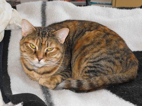 What is a Torbie Cat? - Cat-World Torbie Cat, Brown Tabby, Rare Cats, Cornish Rex, Cat Reference, Exotic Shorthair, Cat Enclosure, Orange Tabby Cats, Forest Cat