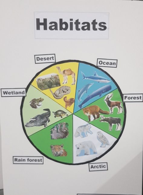 Science Habitats Activities, Living Things And Their Habitats Ks2, Animal Habitat Project Kindergarten, Living Things And Their Habitats Display, 2nd Grade Habitat Project, 1st Grade Animal Habitat Project, Animals Habitats Activities, Animal Habitat Crafts For Preschool, Ecosystem Projects For Kids