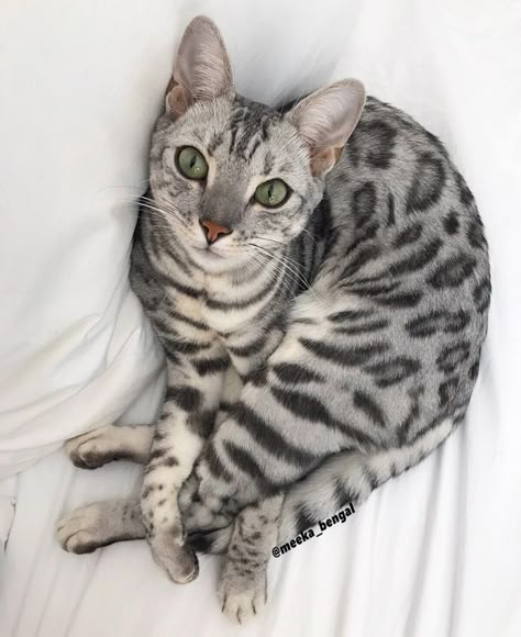 Silver Bengal, Most Popular Cat Breeds, Popular Cat Breeds, Cat Expressions, Therapy Cat, Happy Friyay, Bengal Cats, Kitty Meow, Gorgeous Cats