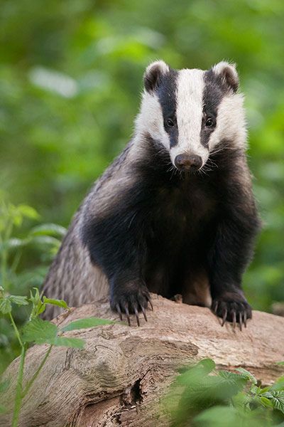 Honey Badger, British Wildlife, Forest Creatures, Creatures Of The Night, Primates, Woodland Creatures, Animal Photo, Forest Animals, 귀여운 동물