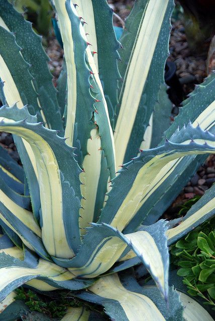 Agave americana medio-picta 'Alba' The magnificent 'Tuxedo Agave'. Smaller and slower growing than Agave americana. photo by Michael Buckner, The Plant Man, San Diego -  Flickr Agave Americana, Types Of Succulents, Colorful Succulents, Agave Plant, Growing Succulents, Succulent Gardening, Desert Garden, Agaves, Drought Tolerant Plants