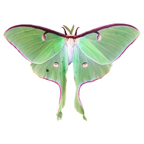 Moth Png, Luna Moth, Moth, Green, White