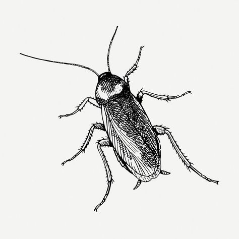 Cockroach Drawing, Insect Illustration, Drawing Vintage, Clipart Black And White, Sketchbook Inspiration, Drawing Videos, Pictures To Draw, Free Psd, Tattoos And Piercings