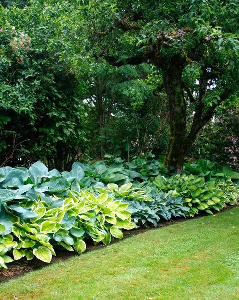 Shade Loving Perennials, Hosta Gardens, Hosta Plants, Leafy Plants, Lavender Garden, Meteor Garden 2018, Garden Bulbs, Have Inspiration, Tomato Garden