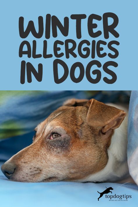 Dogs With Allergies Skin Itch Relief, Natural Allergy Relief For Dogs, Homemade Dog Food For Allergies Itch Relief, Dog Allergy Remedies Itch Relief, Dog Allergy Remedies, Allergy Relief For Dogs, Dry Skin Around Eyes, Skin Allergies In Dogs, Dog Allergies Remedies