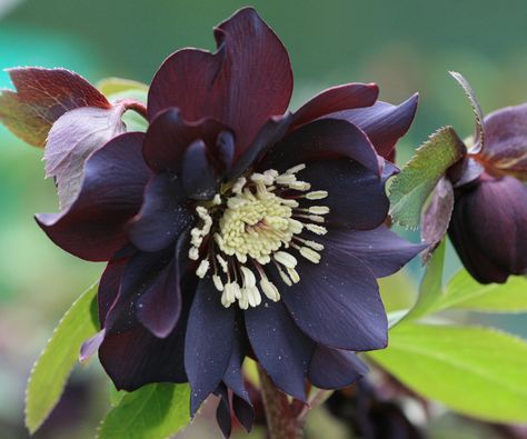 Hellebore varieties: 10 stunning types to grow | Hellebore Varieties, Dark And Handsome, Lenten Rose, Gothic Garden, Poisonous Plants, Dark Flowers, Christmas Rose, Ground Cover Plants, Woodland Garden