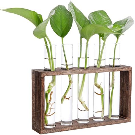 Ivolador Desktop Glass Plants Terrariums Bulb Vase with Retro Solid Wooden Stand and Metal Swivel Holder for Hydroponics Plants Home Garden Wedding Decor Indoor Outdoor (3 Bulb Vase) : Amazon.ca: Patio, Lawn & Garden Hanging Glass Planters, Test Tube Vase, Propagation Station, Bulb Vase, Plant Terrarium, Glass Planter, Plant Vase, Bamboo Plants, Glass Terrarium