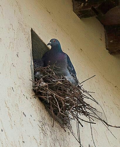 Pigeon Nest, Bird Control, Dove Pigeon, Bird Pictures, All Birds, Bird Nest, Bird Photography, Sweet Animals, Bird Lovers