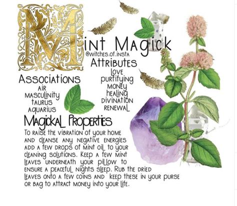 Dried Lemon Balm, Lemon Balm Plant, Tea With Lemon, Modern Day Witch, Magickal Herbs, Taurus And Aquarius, Witch Herbs, Witchcraft Spells, Plant Magic