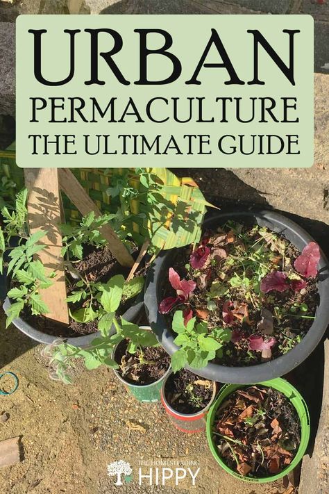 Urban Permaculture, Permaculture Principles, Berry Bushes, Potager Garden, Permaculture Gardening, Urban Homesteading, Food Forest, Urban Setting, Food Garden