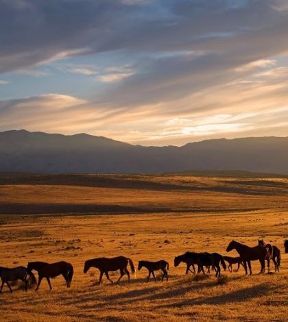 Horse Mural, Calving Season, Northern Nevada, Reno Tahoe, Reno Nevada, Wild Mustangs, Architectural Photographers, South Lake Tahoe, Nature Conservation