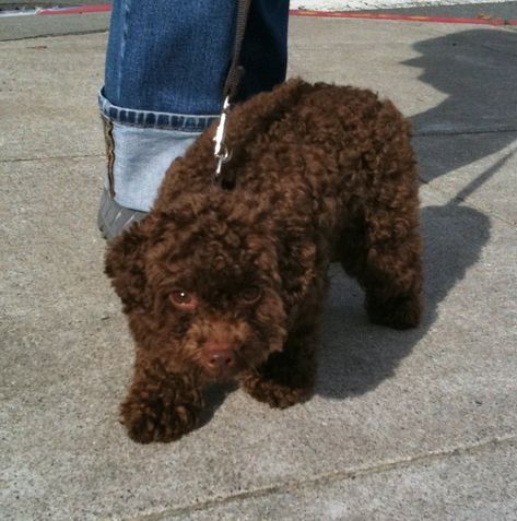 Toy Poodle Full Grown, Poodle Full Grown, Chocolate Toy Poodle, Brown Toy Poodle, Chocolate Poodle, Toy Poodle Puppies, Poodle Puppy, Oh My God, Toy Poodle