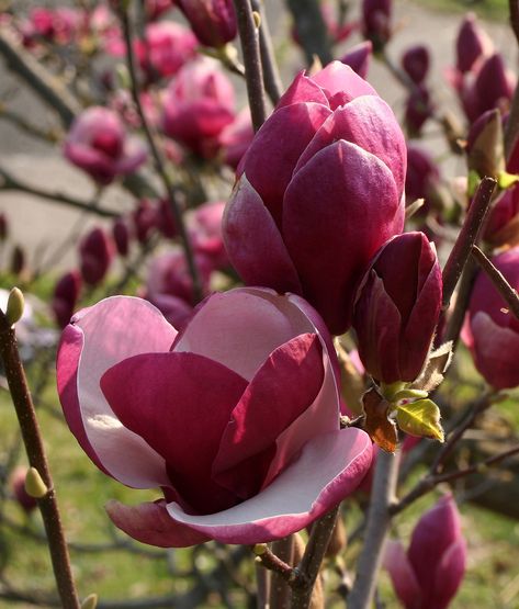 Magnolia Liliiflora, Magnolia Jane, Jane Magnolia, Lily Magnolia, Purple Magnolia, Magnolia Soulangeana, Tulip Magnolia, Red Magnolia, Spiritual Garden