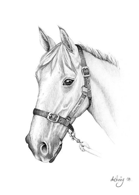 Pencil Drawings Of Horses Carolina Cup Drawings - Horse Pencil Sketch Horse Pencil Drawing, Horse Head Drawing, Painting Horses, Drawing Horses, Horse Art Drawing, Pencil Drawings Of Animals, Horse Sketch, Head Drawing, Animal Drawings Sketches