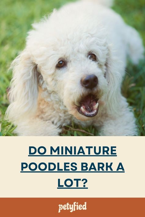 Do Miniature Poodles Bark a Lot? by Petyfied Miniature Poodles, Animal Education, Miniature Poodle, Dog Care Tips, Poodle Puppy, Puppy Care, Standard Poodle, Dog Care, Care Tips