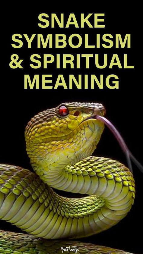 Snake symbolism is much different than our conceived notions of these creatures. In fact, snakes are considered symbols of fertility, renewal, and transformation. Snake Names, Snake Meaning, Snake Symbolism, Snake Tattoo Meaning, Snake Facts, Tattoo Snake, Yellow Snake, Animal Spirit Guides, Relationship Topics