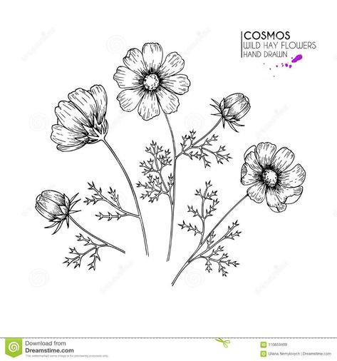 Hand drawn wild hay flowers. Cosmos or cosmea flower. Vintage engraved art. Botanical illustration. Good for cosmetics, medicine,. Illustration about botany, cosmetic - 110859409 Flower Tattoo Stencil, Flowers Cosmos, Cosmos Tattoo, Wrap Tattoo, Floral Tattoo Sleeve, Leaf Drawing, Engraving Art, Tattoo Stencil, Flower Vintage