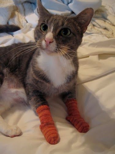 Sock Cats, Kitten Mittens, Lol Cats, Cats Rule, Cat Socks, Adorable Kittens, Cute Kitties, All About Cats, Crazy Cat