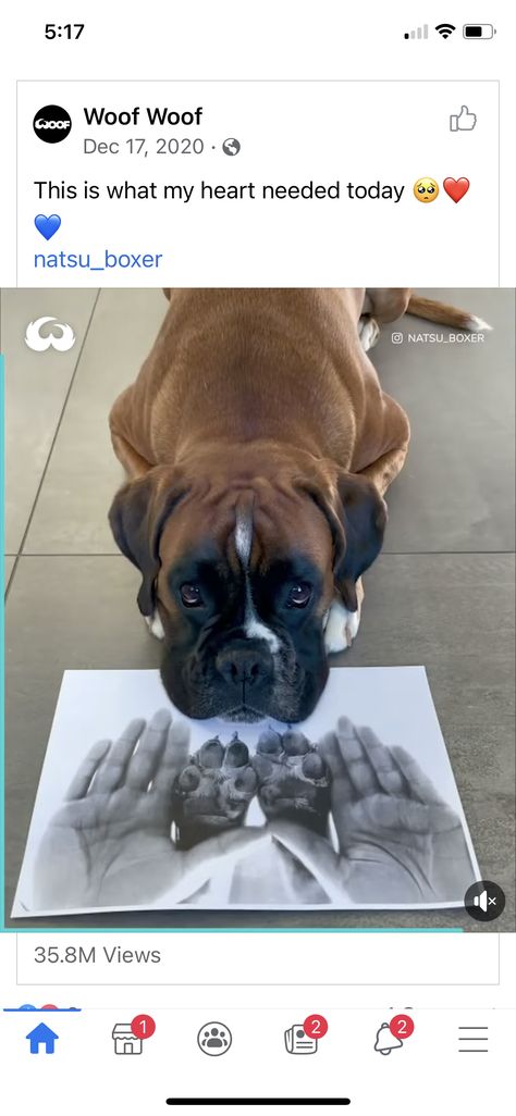 Family Dog Pictures, Pet Memorial Tattoo, Dog Mommy, Frozen Dog, Dog Enrichment, Dog Memorial, Boxer Dogs, Animal Crafts, Family Dogs