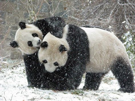 Mei Xiang & Tian Tian frolic in the snow December 2007 Pandas In Love, Panda In Snow, Pandas Playing, Panda Bears, Panda Love, Giant Panda, Baby Panda, Kung Fu Panda, Cute Panda