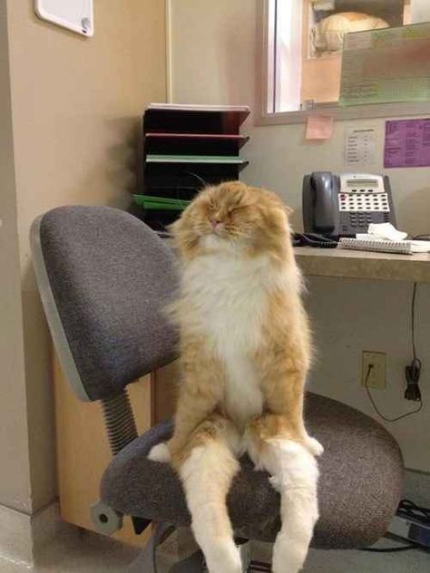 Sitting Upright In A Desk Chair Cat | 31 Cats You Won't Believe Actually Exist Funny Cat Memes, Cat Sitting, Cute Kittens, Cats Meow, Funny Animal Pictures, Crazy Cat Lady, Beautiful Cats, 귀여운 동물, Animal Memes