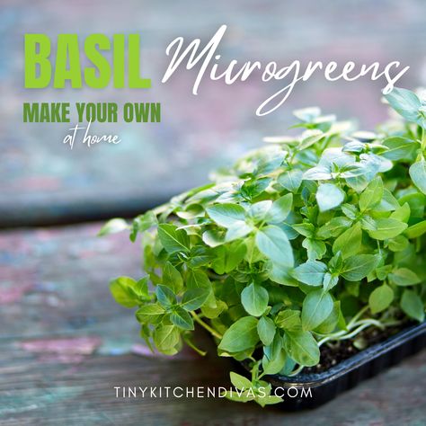 Basil Microgreens, Growing Basil, Growing Microgreens, Basil Seeds, Basil Plant, Lemon Basil, Healthy Blood Pressure, Green Vegetables, Nutritional Value