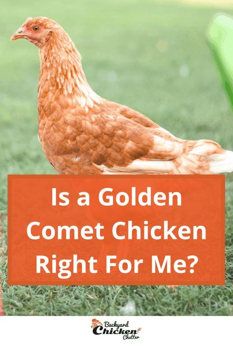 Golden Comment Chicken, Golden Comet Chicken Hens, Golden Buff Chicken, Impacted Crop In Chickens, Golden Comet Chicken, Golden Comet Chicken Eggs, Buff Chicken, Golden Laced Wyandotte Chicks, Adding New Chickens To Your Flock