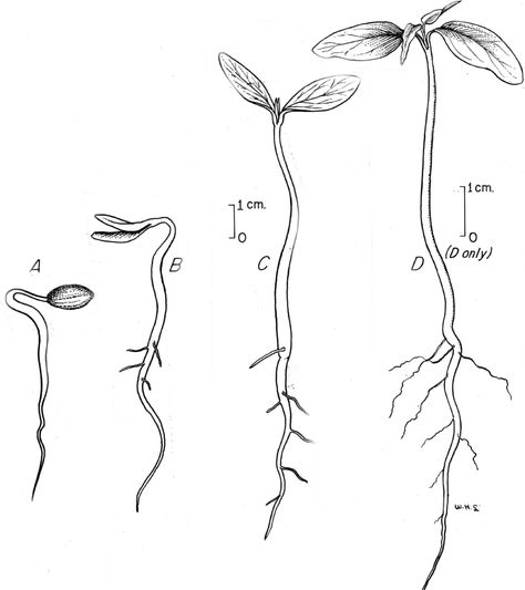 Branding Ideas: Good start for logo ideas. Simple seedling sketch Maple Seed Tattoo, Seed Tattoo, Roots Drawing, Roots Tattoo, Beginner Tattoos, Plant Seedlings, Plant Tattoo, Botanical Tattoo, Plant Drawing