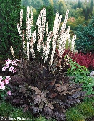 Shade Loving Perennials, American Meadows, Herb Garden Design, Purple Plants, Shade Perennials, Black Garden, Moon Garden, Have Inspiration, The Secret Garden