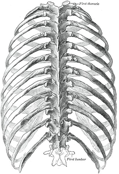 Human Ribs, Human Rib Cage, Human Skeleton Anatomy, Vertebral Column, Anatomy Aesthetic, Skeleton Artwork, Anatomy Bones, Skeleton Anatomy, Male Figure Drawing