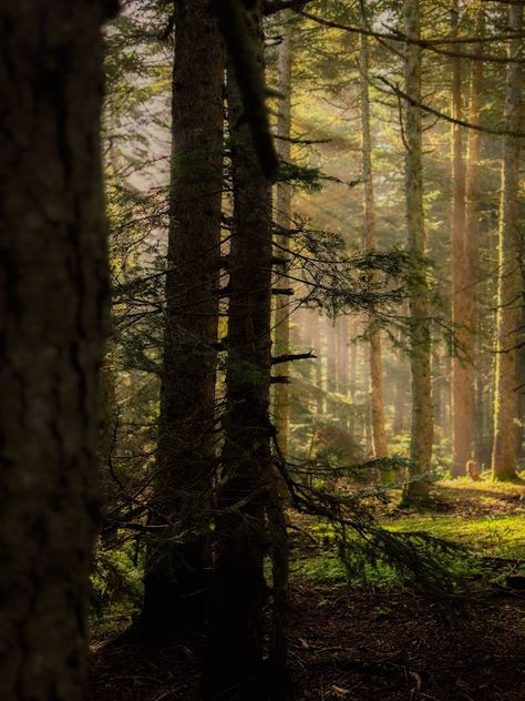 Selective Focus Photo of Grass in Forest · Free Stock Photo Light In Forest, Forest Photos, Dappled Light, Forest Photography, Tree Forest, Adobe Photoshop Lightroom, Photoshop Lightroom, Black Forest, Ecology