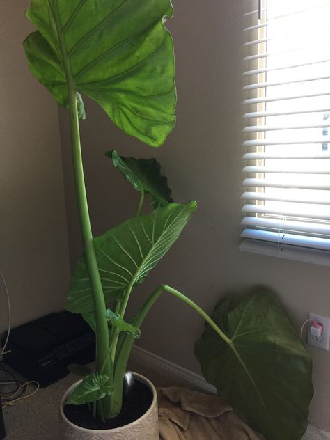 Elephant Ear House Plant, Alocasia Elephant Ears Plants, Elephant Eats Plants, Elephant Ear Alocasia, What To Plant With Elephant Ears, Potted Elephant Ears, Indoor Elephant Ear Plant, Purple Elephant Ears Plants, Elephant Ears Plants In Pots